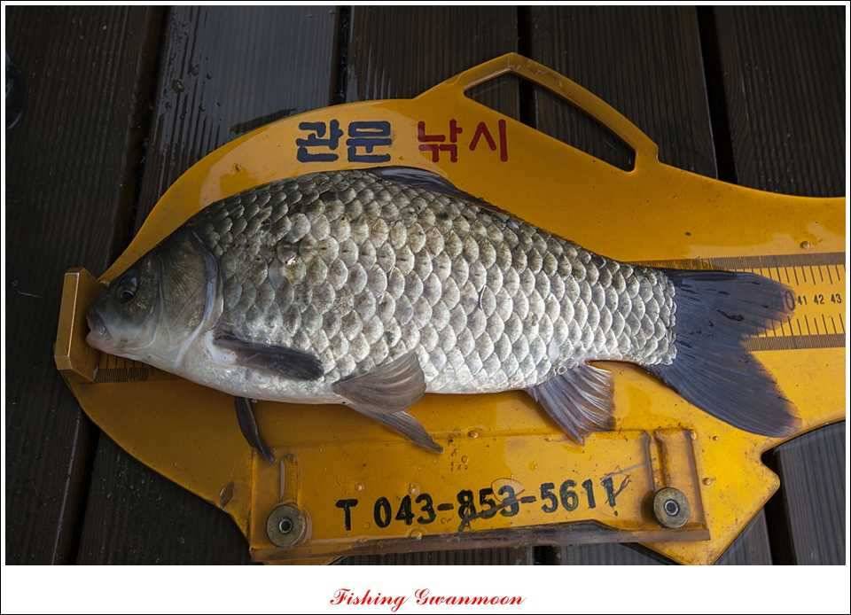 충주호 사짜화곡지 사짜추평지 사짜 (조황조행기 - 특파원조황)