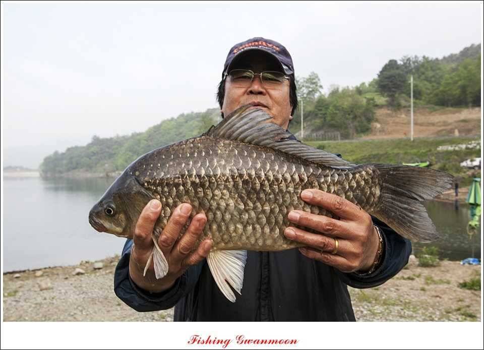 추평지 52 cm 대물한버들 월척화곡지 사짜칠성지 대박 (조황조행기 - 특파원조황)