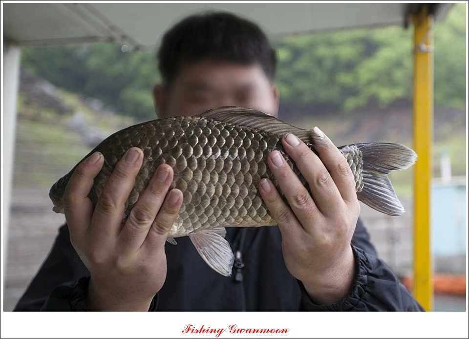 충주호 사짜화곡지 사짜추평지 사짜 (조황조행기 - 특파원조황)