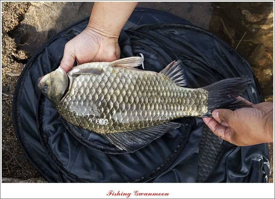 추평지 52 cm 대물한버들 월척화곡지 사짜칠성지 대박 (조황조행기 - 특파원조황)