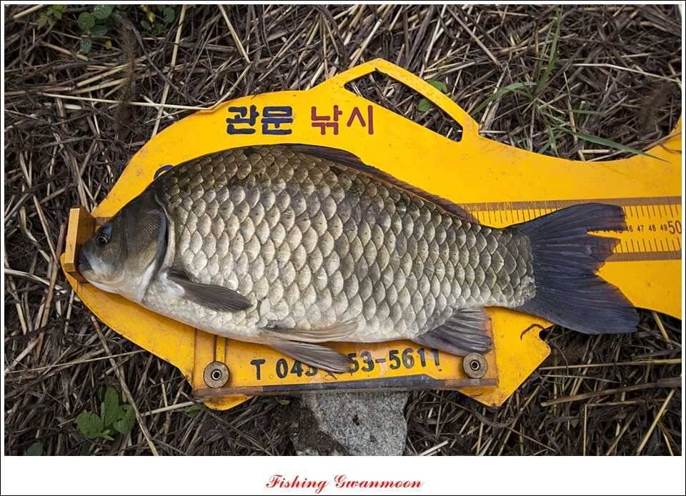 충주호 사짜화곡지 사짜추평지 사짜 (조황조행기 - 특파원조황)