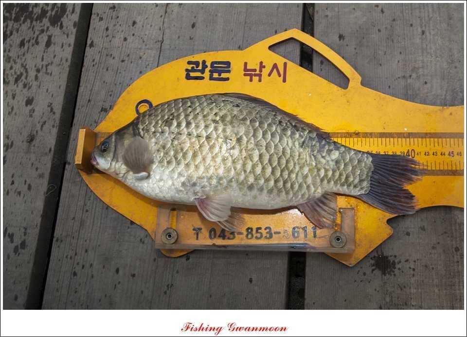 한버들 425 cm늘푸른 395cm화곡지 조황 (조황조행기 - 특파원조황)