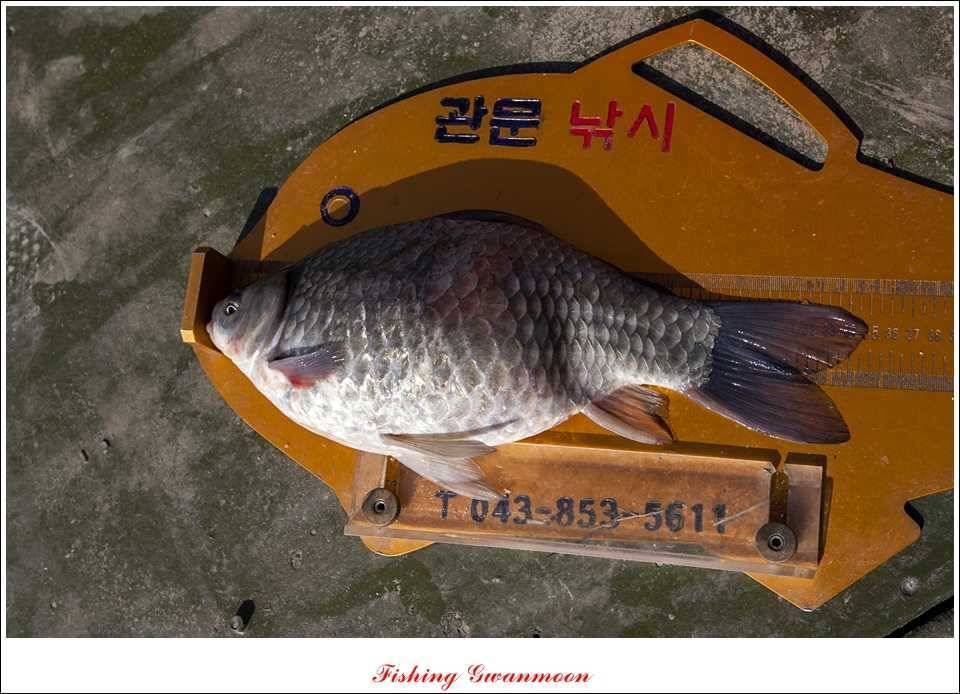 충주호 조황화곡지 사짜 (조황조행기 - 특파원조황)