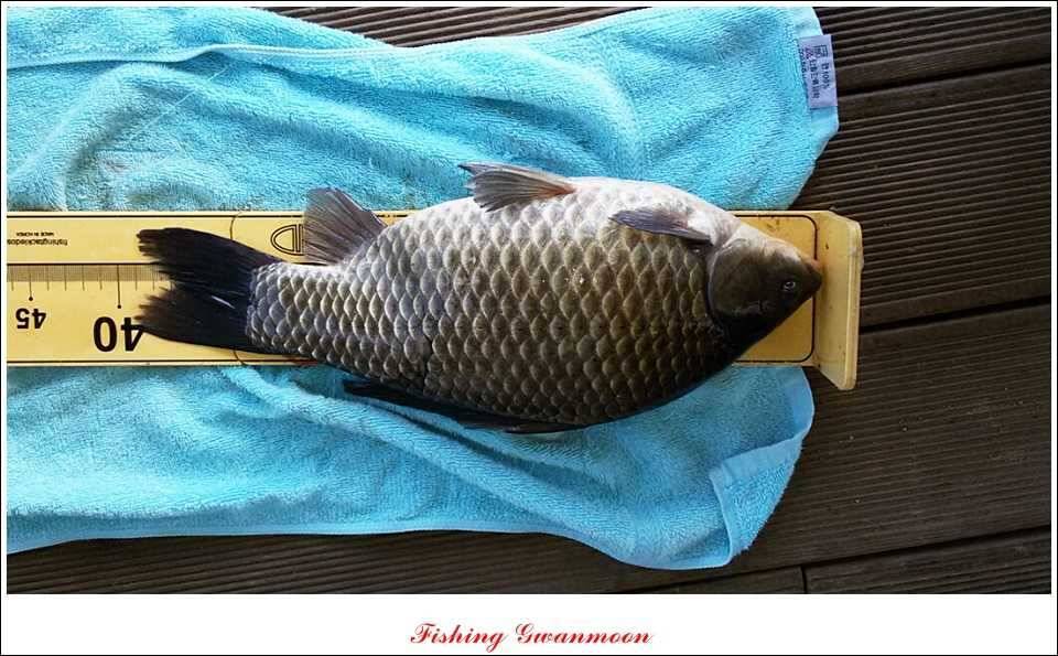 추평지 52 cm 대물한버들 월척화곡지 사짜칠성지 대박 (조황조행기 - 특파원조황)