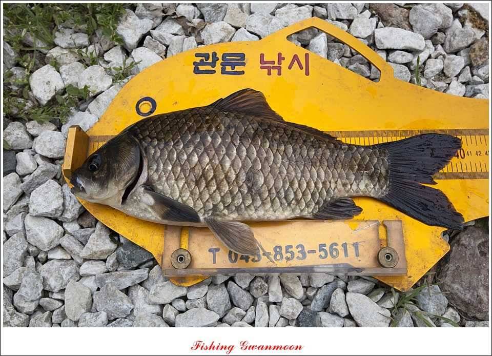 충주호 사짜화곡지 사짜추평지 사짜 (조황조행기 - 특파원조황)