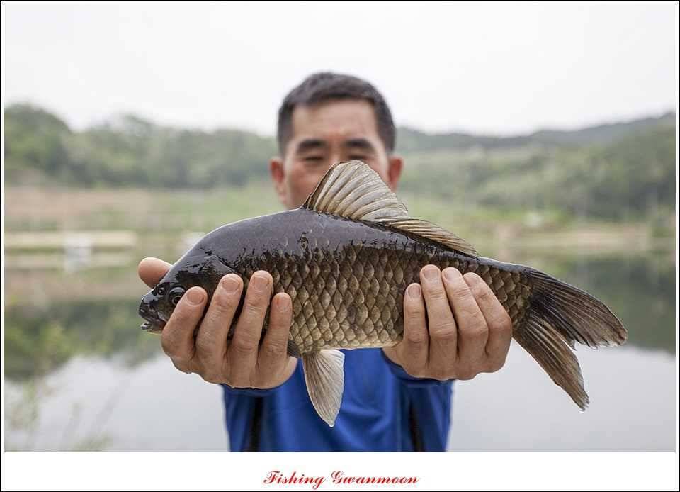 충주호 사짜화곡지 사짜추평지 사짜 (조황조행기 - 특파원조황)