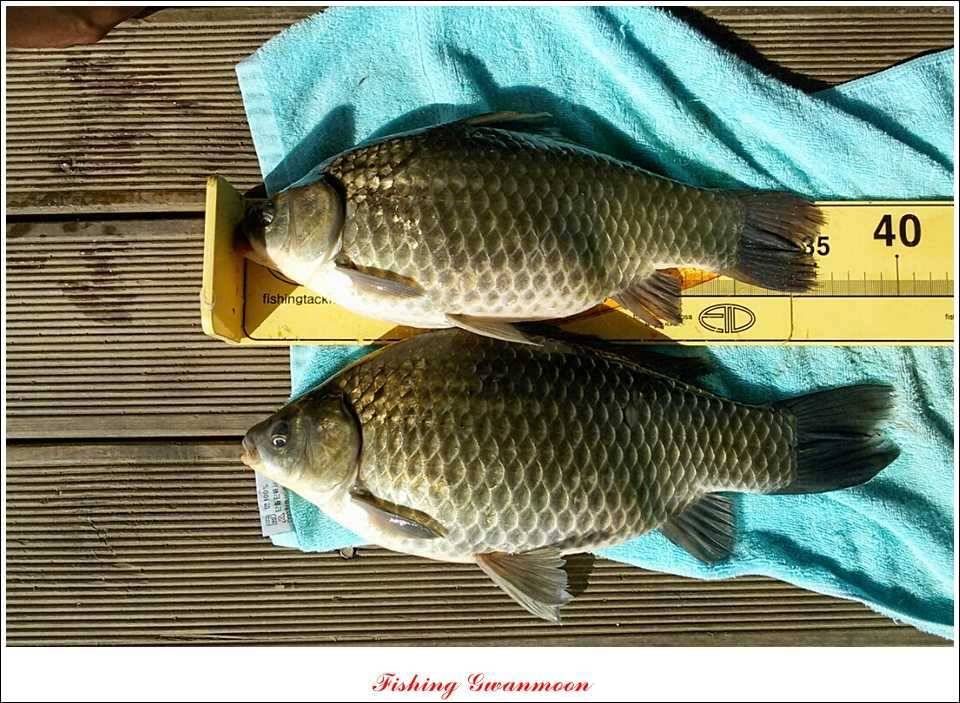 추평지 52 cm 대물한버들 월척화곡지 사짜칠성지 대박 (조황조행기 - 특파원조황)