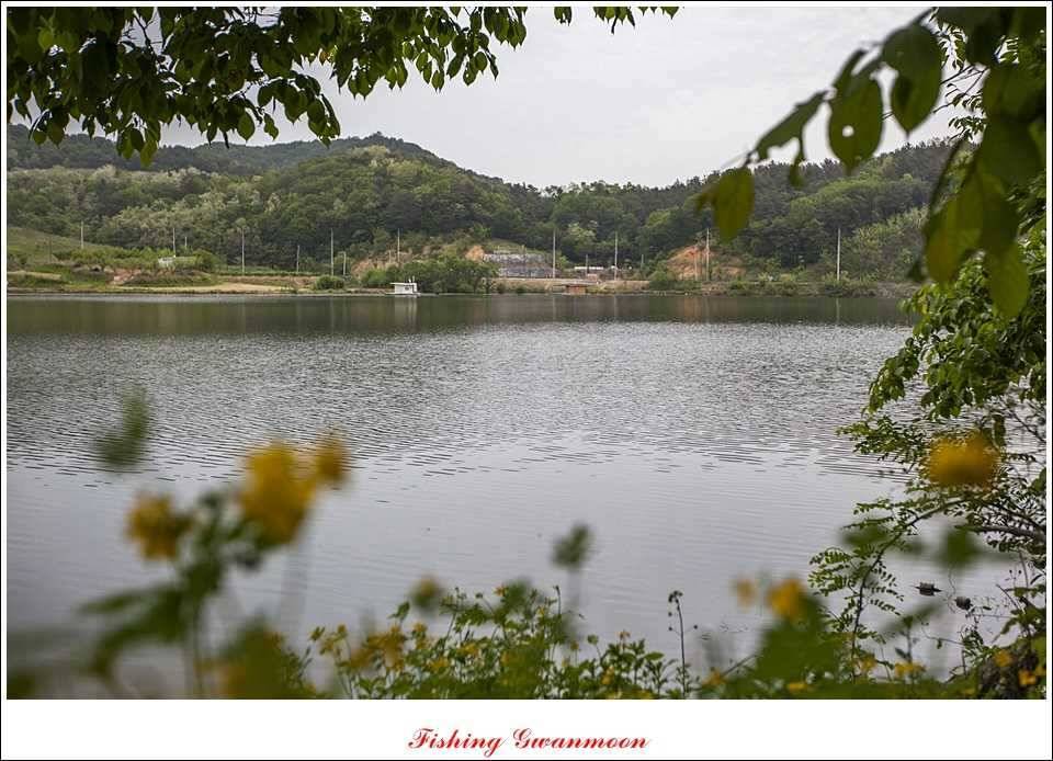 충주호 사짜화곡지 사짜추평지 사짜 (조황조행기 - 특파원조황)