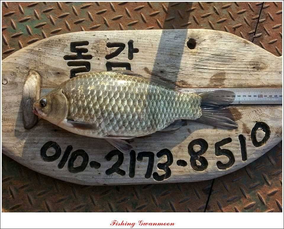 충주호 조황화곡지 사짜 (조황조행기 - 특파원조황)
