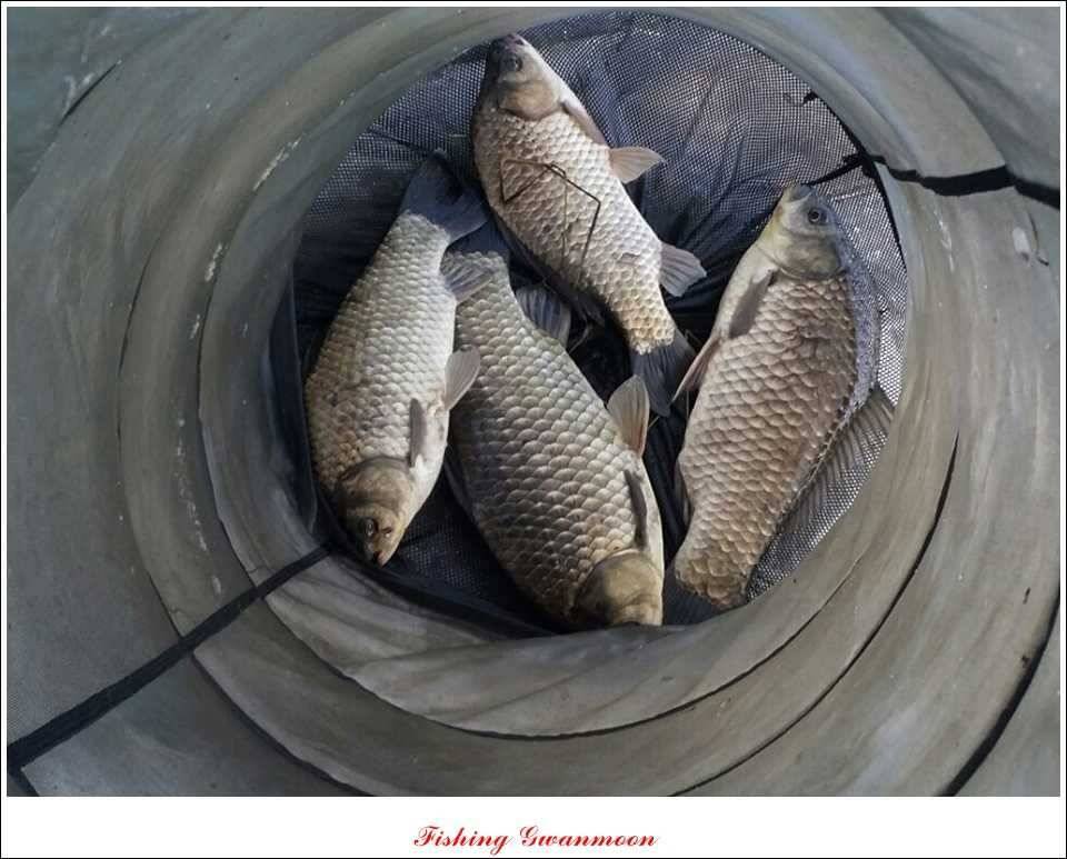 추평지 52 cm 대물한버들 월척화곡지 사짜칠성지 대박 (조황조행기 - 특파원조황)