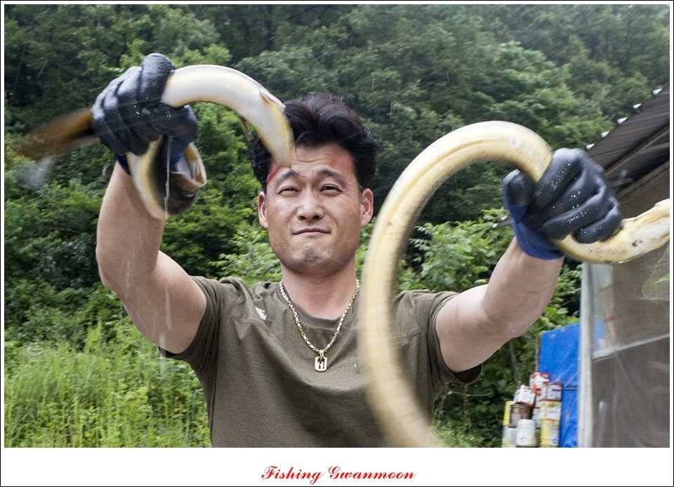 한버들 425 cm늘푸른 395cm화곡지 조황 (조황조행기 - 특파원조황)