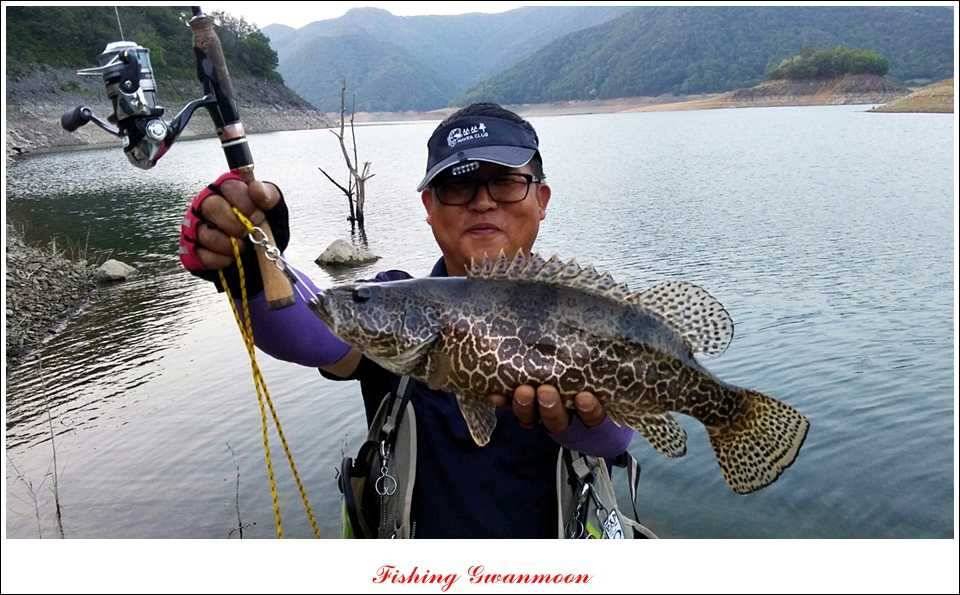 충주호 조황화곡지 사짜 (조황조행기 - 특파원조황)