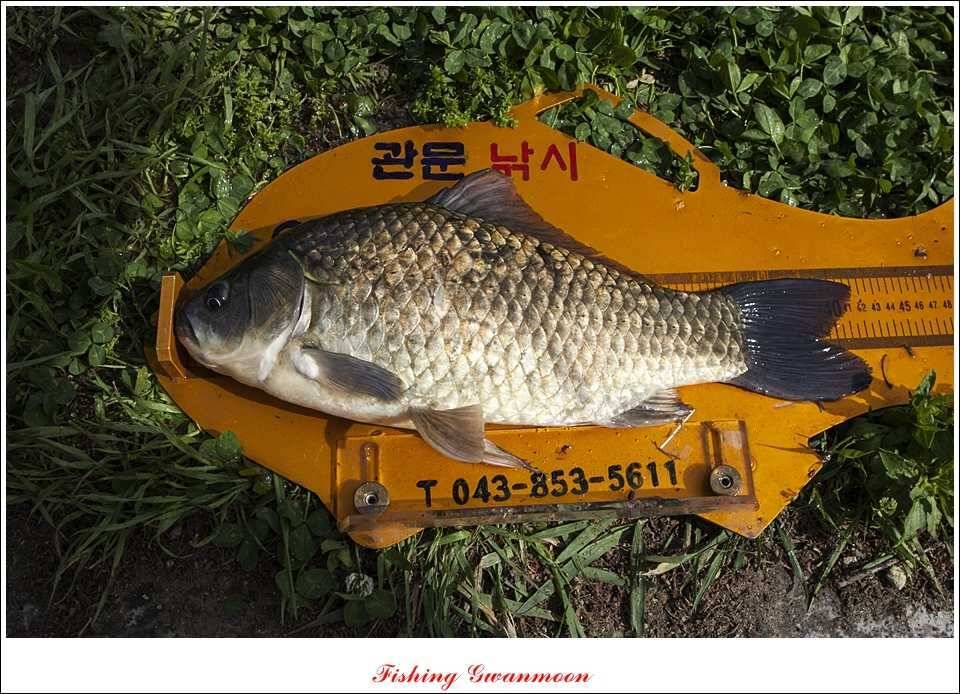 추평지 52 cm 대물한버들 월척화곡지 사짜칠성지 대박 (조황조행기 - 특파원조황)