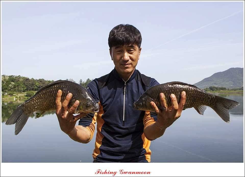 추평지 52 cm 대물한버들 월척화곡지 사짜칠성지 대박 (조황조행기 - 특파원조황)