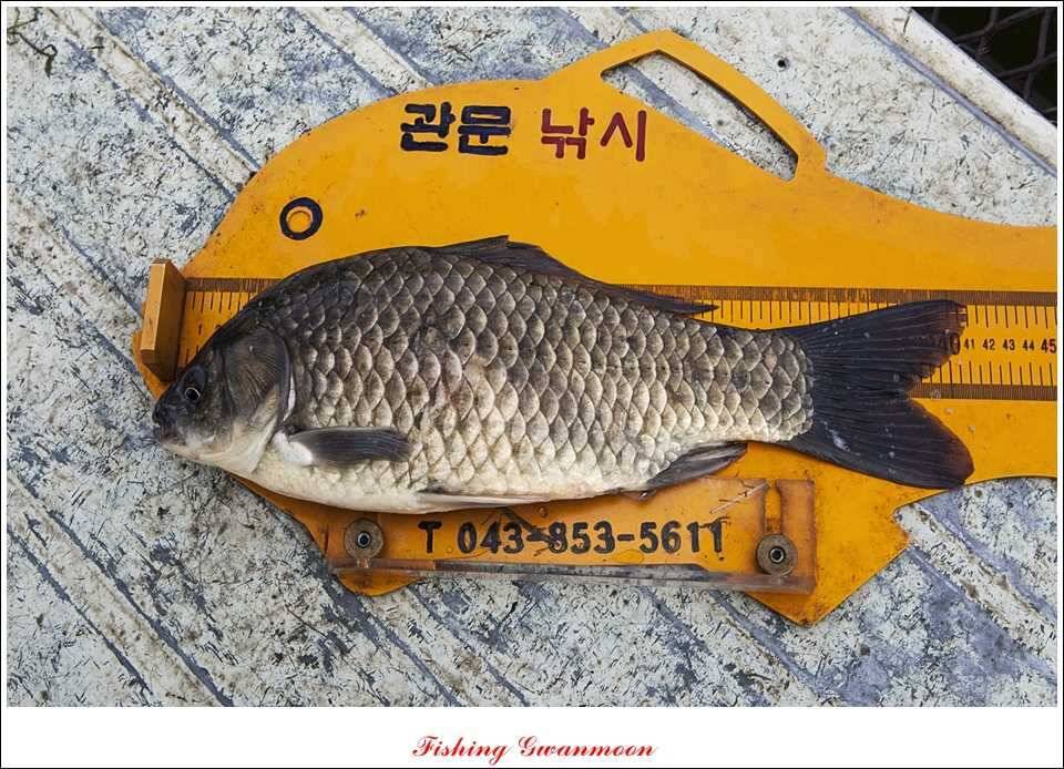 추평지 52 cm 대물한버들 월척화곡지 사짜칠성지 대박 (조황조행기 - 특파원조황)