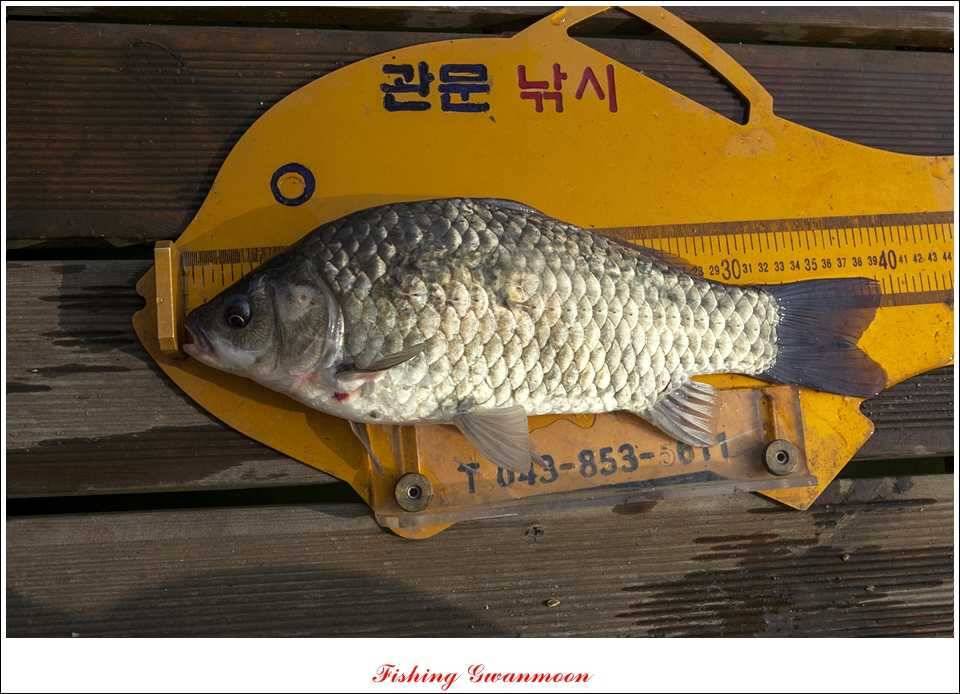 늘푸른 39 cm 월척 (조황조행기 - 특파원조황)