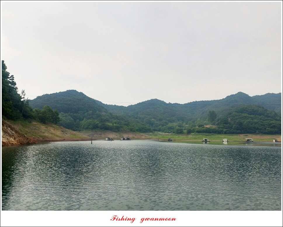 청풍 신리 43 cm돌감한버들실리곡 월척 조황 (조황조행기 - 특파원조황)