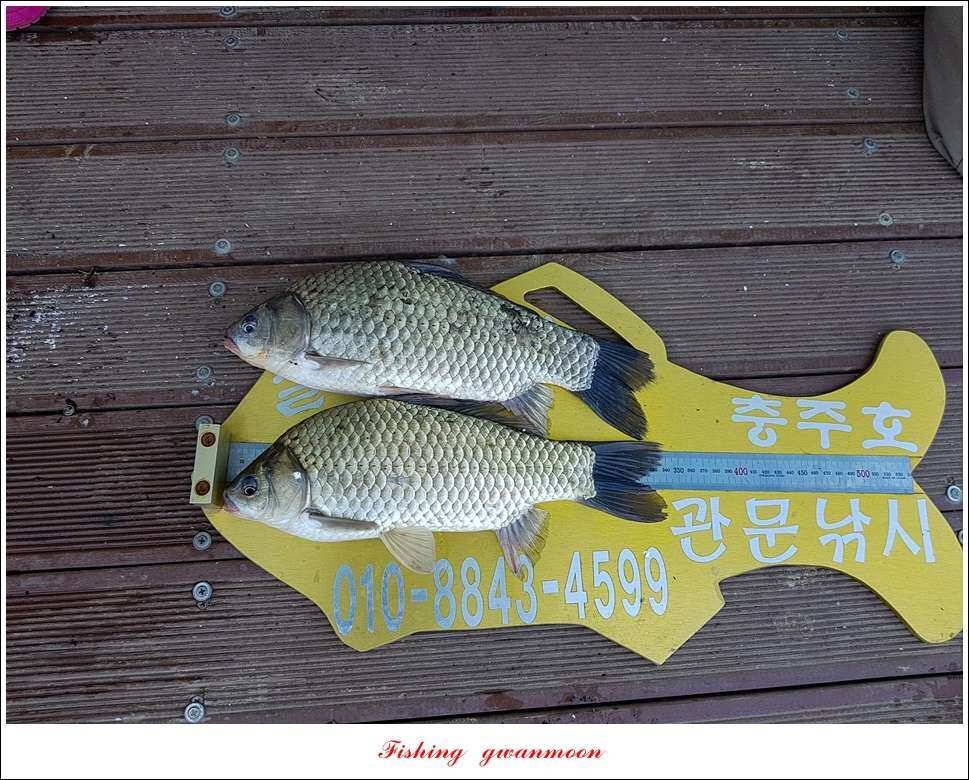 청풍 신리 43 cm돌감한버들실리곡 월척 조황 (조황조행기 - 특파원조황)