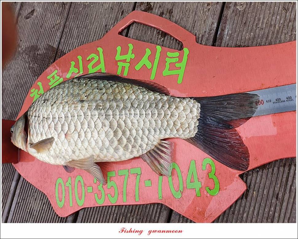 한버들 4 짜신리 4 짜실리곡 4 짜대물 조황 (조황조행기 - 특파원조황)