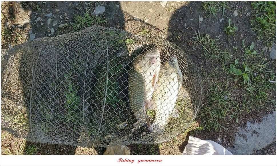 한버들 4 짜 2 수신리 4 짜실리곡 월척칠성지 4 짜 조황 (조황조행기 - 특파원조황)