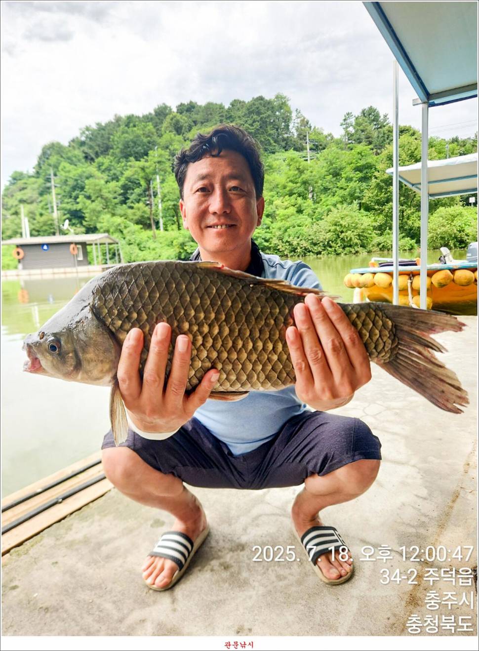 화곡지 49 cm477 cm455 cm 호조황 (조황조행기 - 특파원조황)