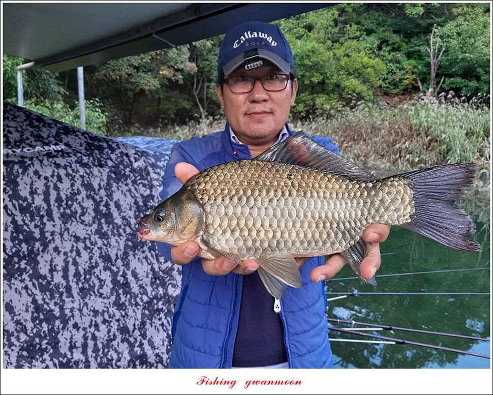 종점 405 cm 돌감 35 cm달천강 38 cm 조황 (조황조행기 - 특파원조황)
