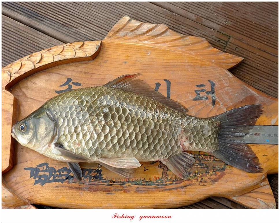 제일솔종점 4 짜 대물 및 화곡지 호조황 (조황조행기 - 특파원조황)