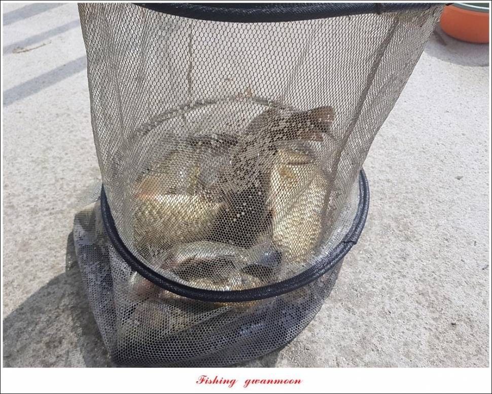 제일 43 cm40 cm화곡지 4 짜 조황 (조황조행기 - 특파원조황)