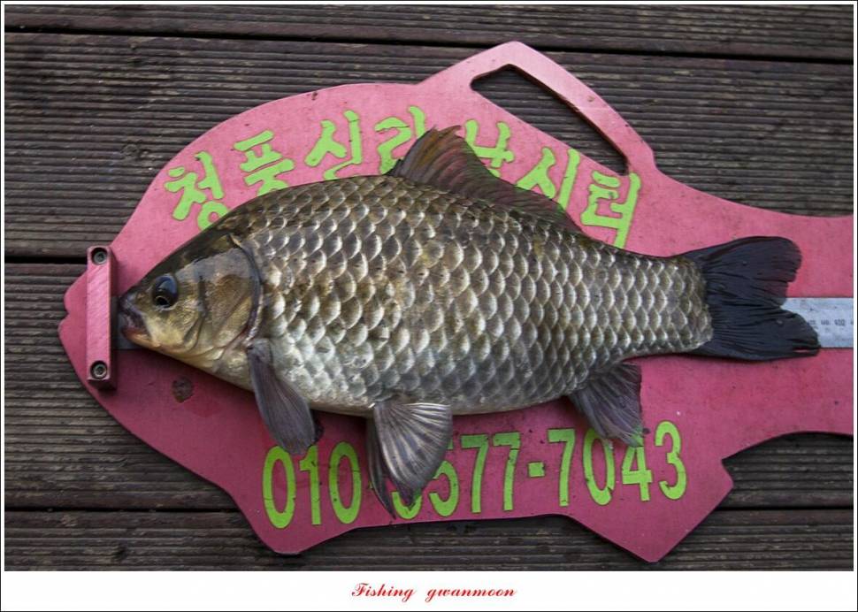 신리 435 cm솔 낚시터 향어 조황 (조황조행기 - 특파원조황)
