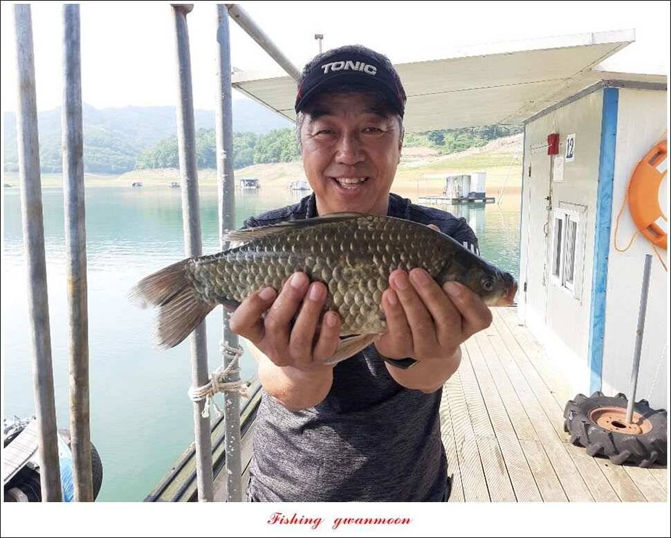 돌감 39393736 cm늘푸른 허리급화곡지 월척 조황 (조황조행기 - 특파원조황)