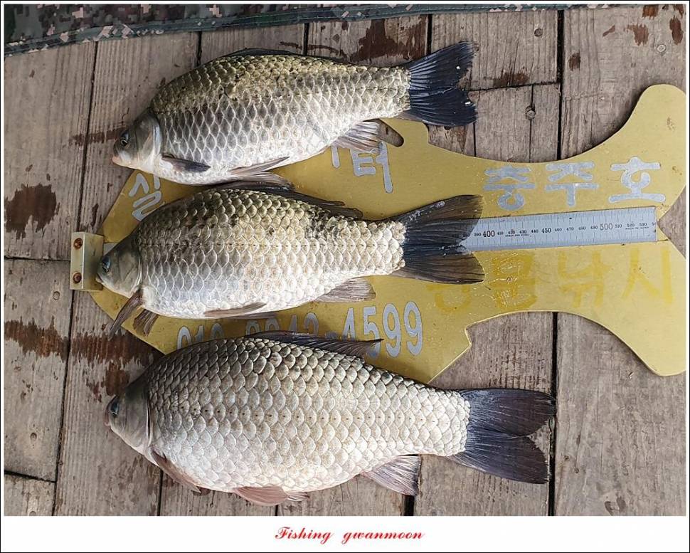 실리곡 44 cm41 cm40 cm돌감 40 cm사짜 조황 및 이벤트 시상 (조황조행기 - 특파원조황)