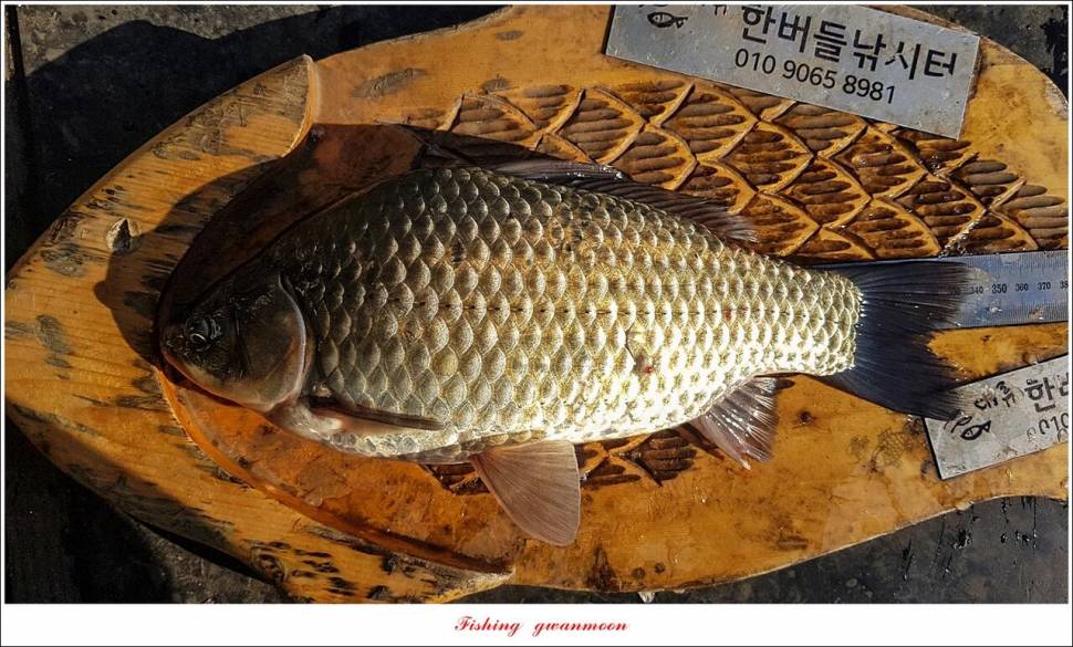 돌감 최대어 이벤트한버들 허리급 월척 조황 (조황조행기 - 특파원조황)