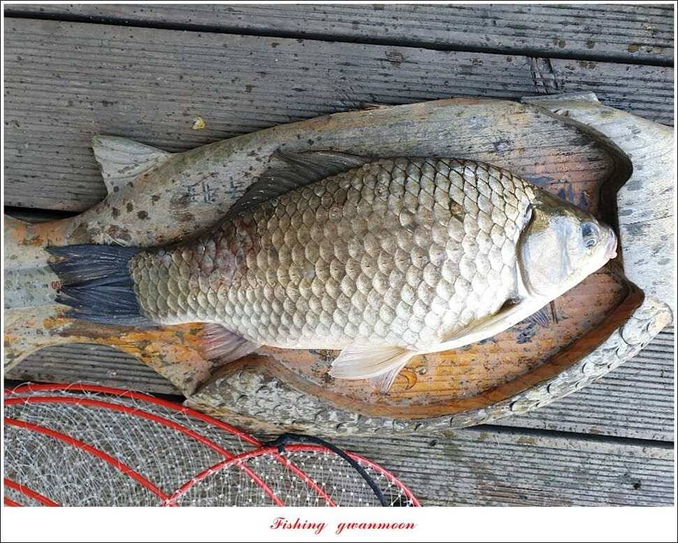 제일 41cm403 cm40 cm40 cm395 cm대물 조황 (조황조행기 - 특파원조황)