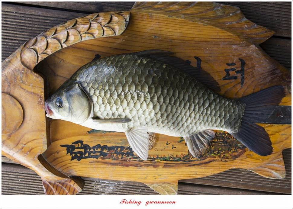 솔 4 짜 대물 및 꽃바위 2 kg 대물 장어 조황 (조황조행기 - 특파원조황)