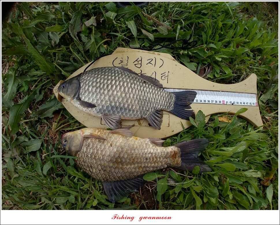 화곡지 사짜칠성지갈마늪대제지추평지 조황 (조황조행기 - 특파원조황)