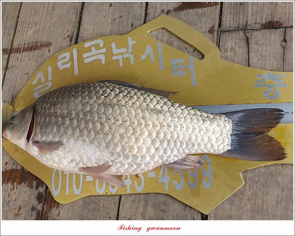 실리곡 44 cm41 cm40 cm돌감 40 cm사짜 조황 및 이벤트 시상 (조황조행기 - 특파원조황)