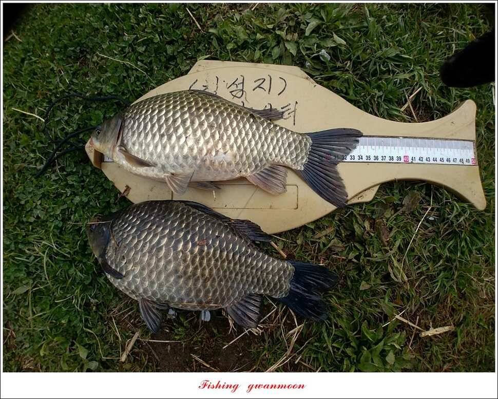 화곡지 사짜칠성지갈마늪대제지추평지 조황 (조황조행기 - 특파원조황)