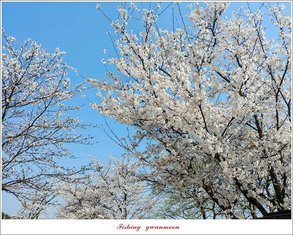 제일 낚시터 36 cm31 cm 월척칠성지 허리급 월척 조황 (조황조행기 - 특파원조황)