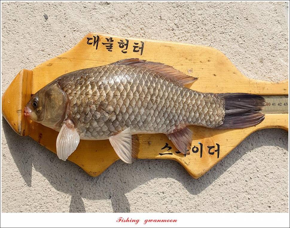 달천강화곡지칠성지 조황 (조황조행기 - 특파원조황)