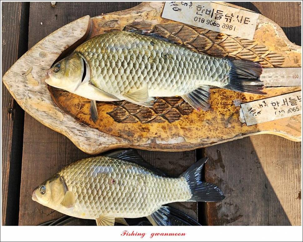 명서한버들 조황 소식 (조황조행기 - 특파원조황)