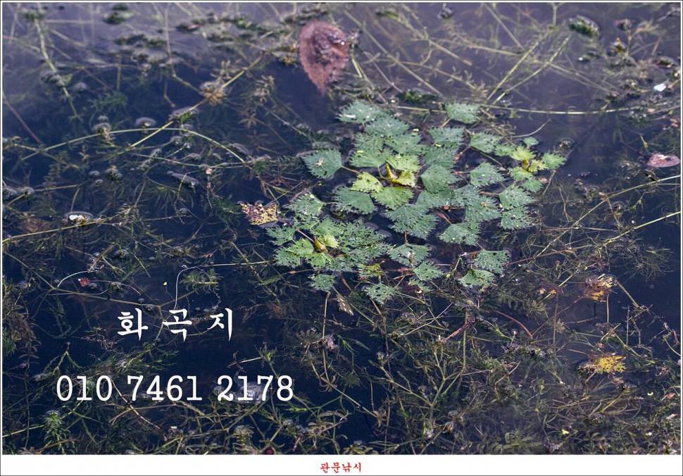 용원지화곡지봉 낚시터 (조황조행기 - 특파원조황)