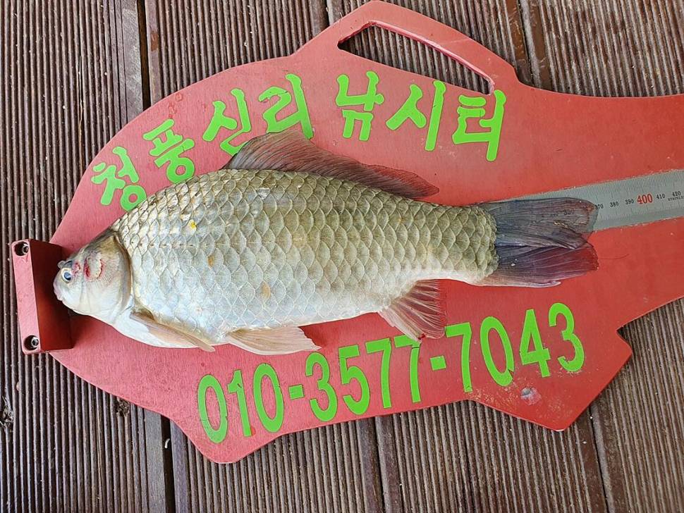 충주호 오름수위 (조황조행기 - 특파원조황)