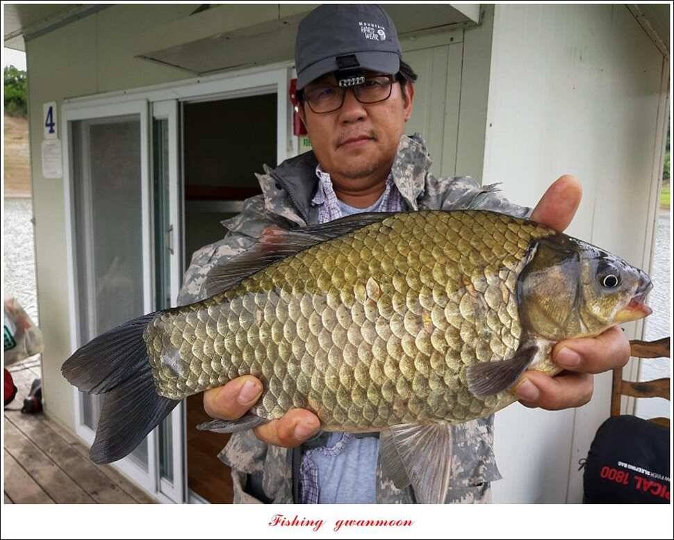 돌감 좌대 39 cm 대물 조황 (조황조행기 - 특파원조황)