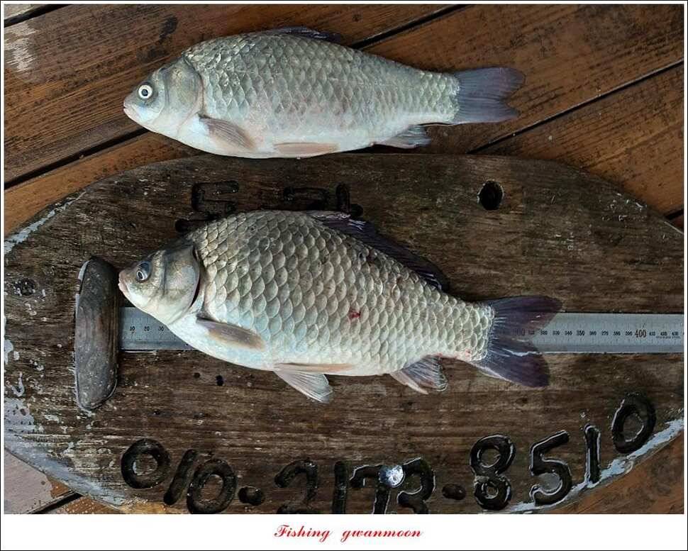 돌감 38 cm36 cm35 cm제일 낚시터 현황 (조황조행기 - 특파원조황)