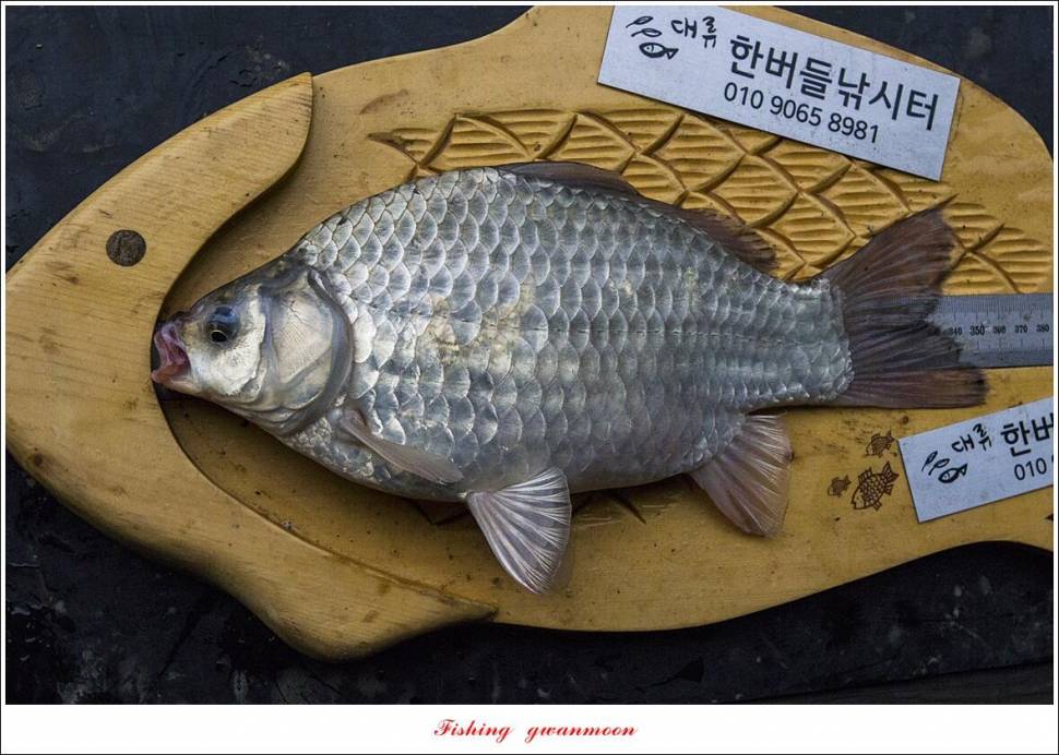 한버들 43 cm목벌 4 짜 2 수솔 낚시터사오리 월척 조황 (조황조행기 - 특파원조황)