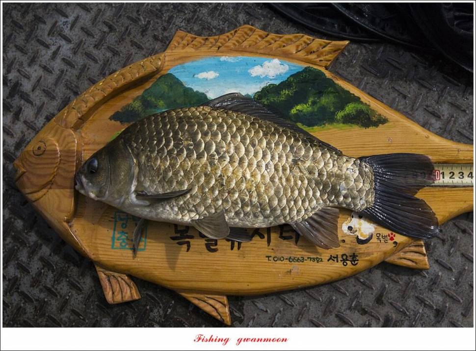 목벌 41cm40 cm허리급 월척 조황 (조황조행기 - 특파원조황)