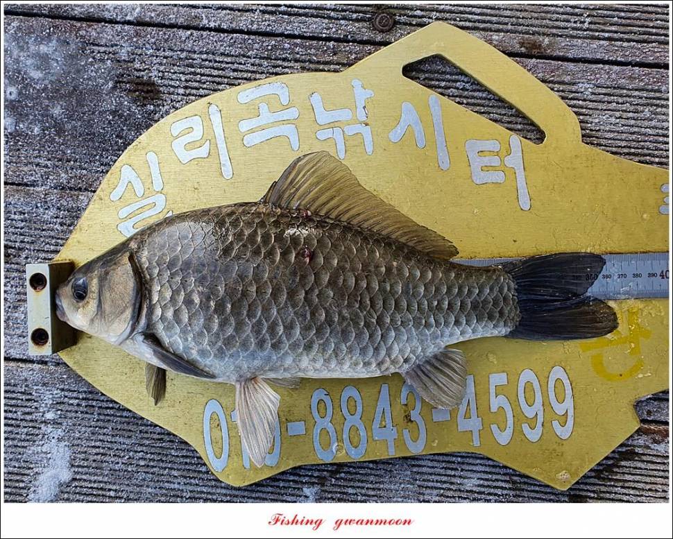 한버들 39cm실리곡 36 cm37 cm 월척 및 빙어 조황 (조황조행기 - 특파원조황)
