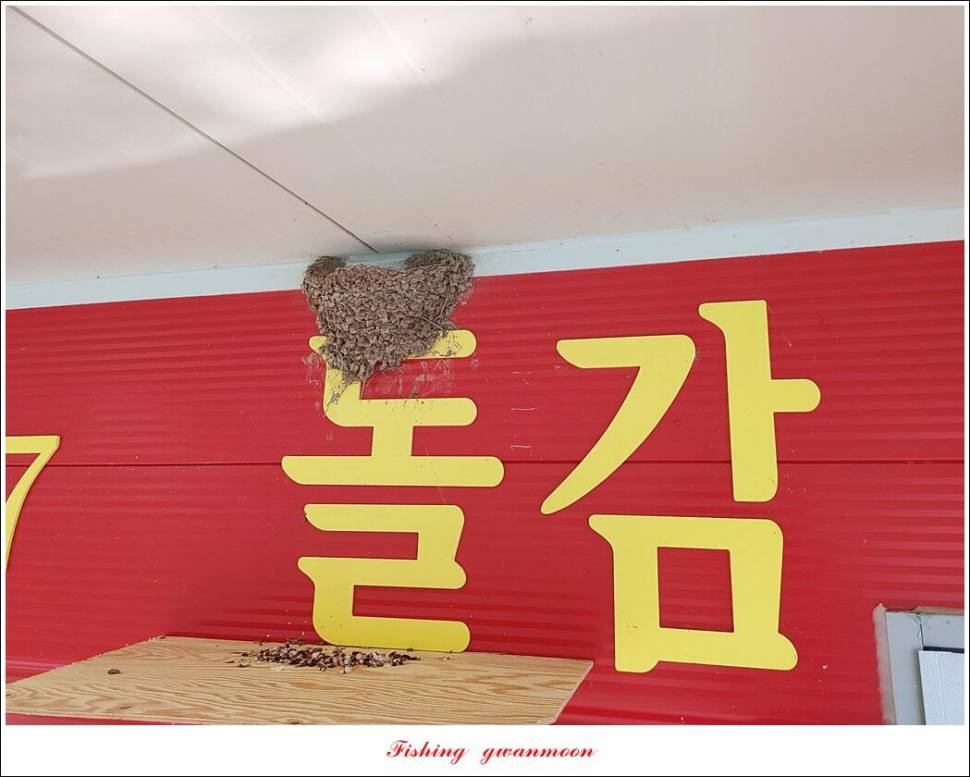 목벌 낚시터 4 짜문골돌감솔칠성지 4 짜 조황 (조황조행기 - 특파원조황)
