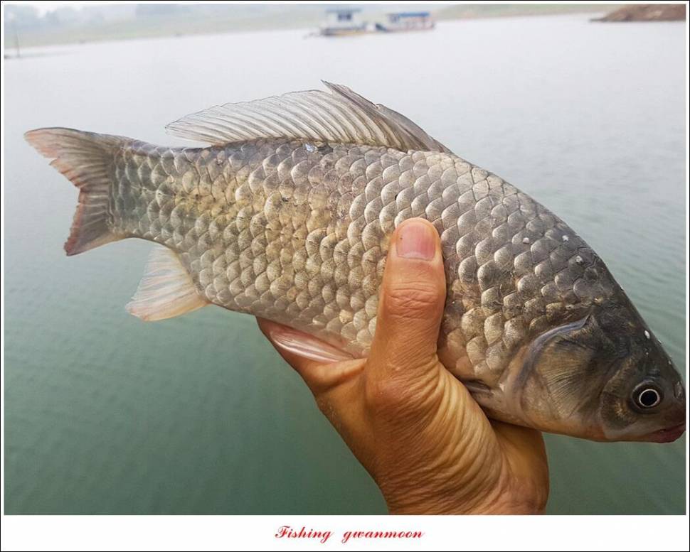 한버들 4 짜목벌 4 짜화곡지 4 짜달천강 4 짜 (조황조행기 - 특파원조황)