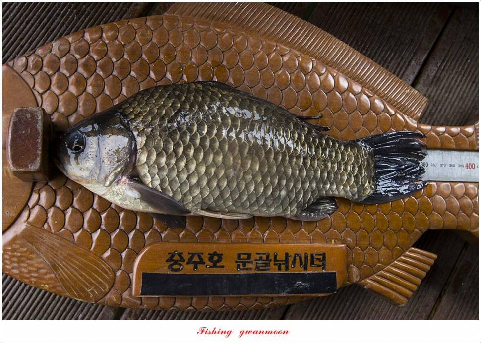 문골 395 cm355 cm 한버들 월척 조황 (조황조행기 - 특파원조황)